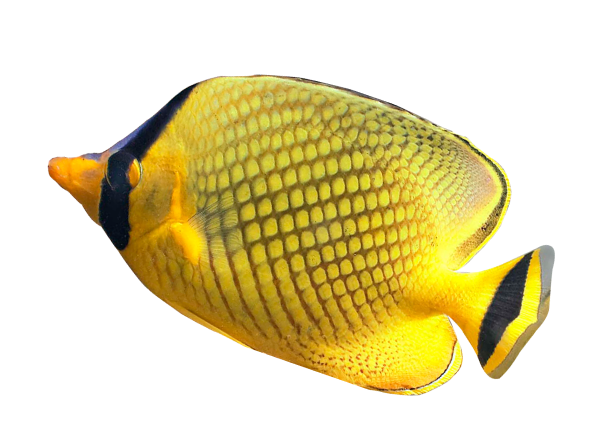 fish floating in header
