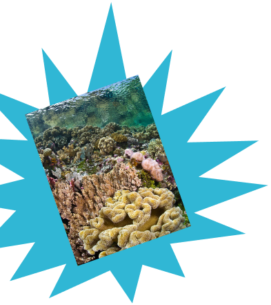 collage of warren reef indonesia