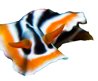 nudibranch cutout