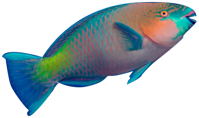 parrot fish cutout