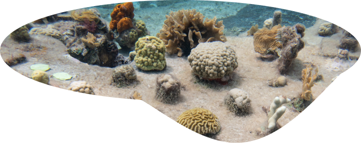 coral restoration underwater platform