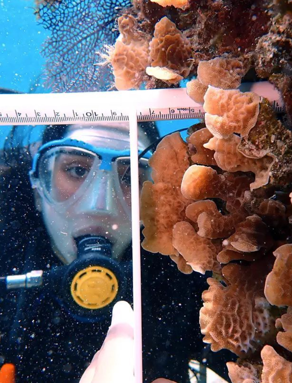 Diver measuring coral size at restoration structure in Cozumel, Mexico